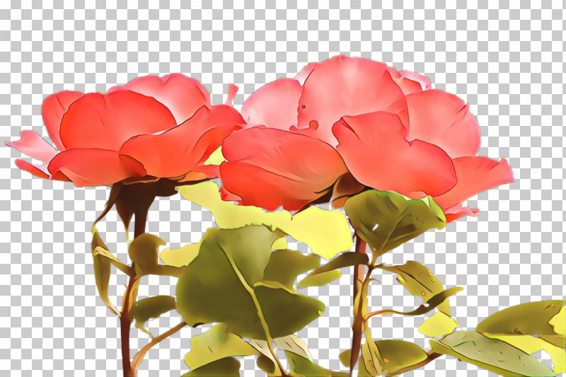 Garden Roses PNG, Clipart, Floribunda, Flower, Garden Roses, Petal, Pink Free PNG Download