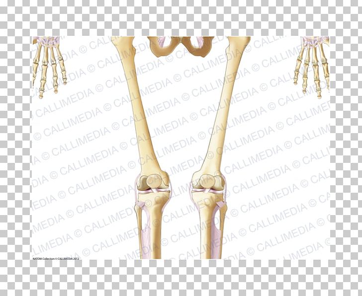 Bone 01504 PNG, Clipart, 01504, Arm, Art, Bone, Brass Free PNG Download