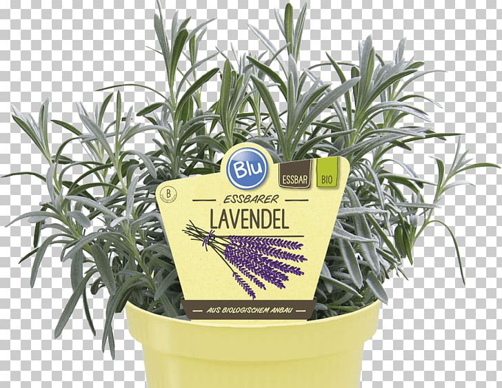 English Lavender Herb Flowerpot Centimeter PNG, Clipart, Blond, Centimeter, English Lavender, Flowerpot, Herb Free PNG Download