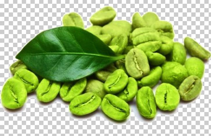 Green Coffee Extract Green Tea Coffee Bean PNG, Clipart, Arabica Coffee, Bean, Coffee, Coffee Bean, Commodity Free PNG Download