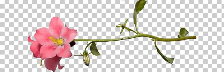 Moth Orchids Cut Flowers Bud Plant Stem PNG, Clipart, Blossom, Branch, Bud, Cut Flowers, Flora Free PNG Download