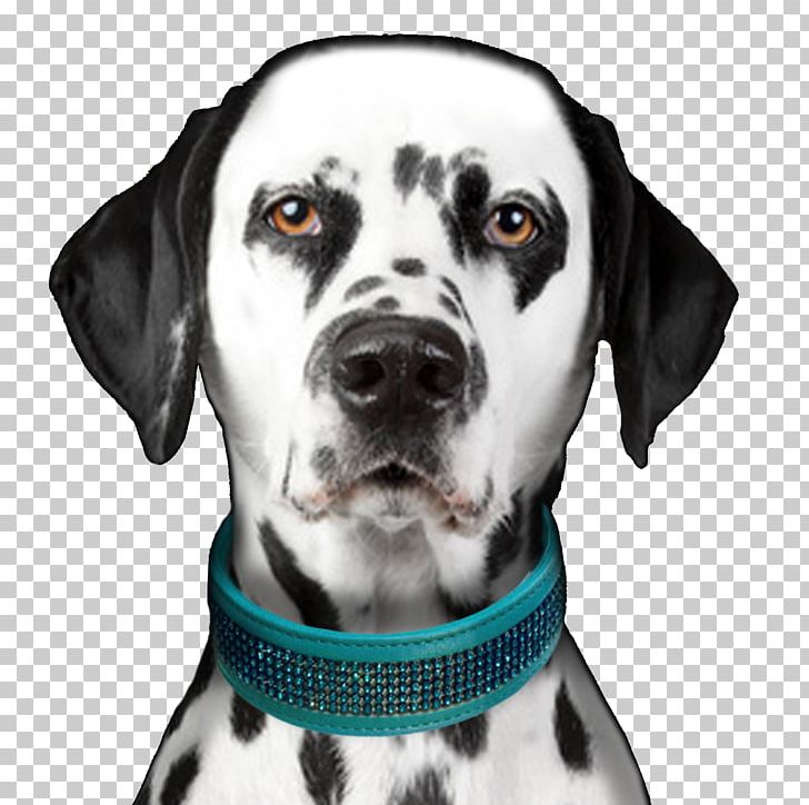 Dalmatian Dog Puppy Dog Breed Bark PNG, Clipart, Animals, Bark, Breed, Carnivoran, Coat Free PNG Download