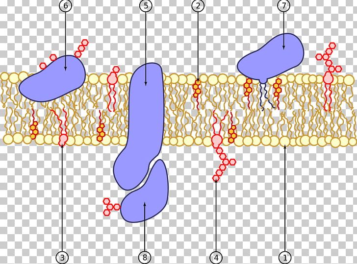 Cell Membrane Biological Membrane Phospholipid Membrane Protein PNG, Clipart, Angle, Area, Biological Membrane, Biology, Cell Free PNG Download