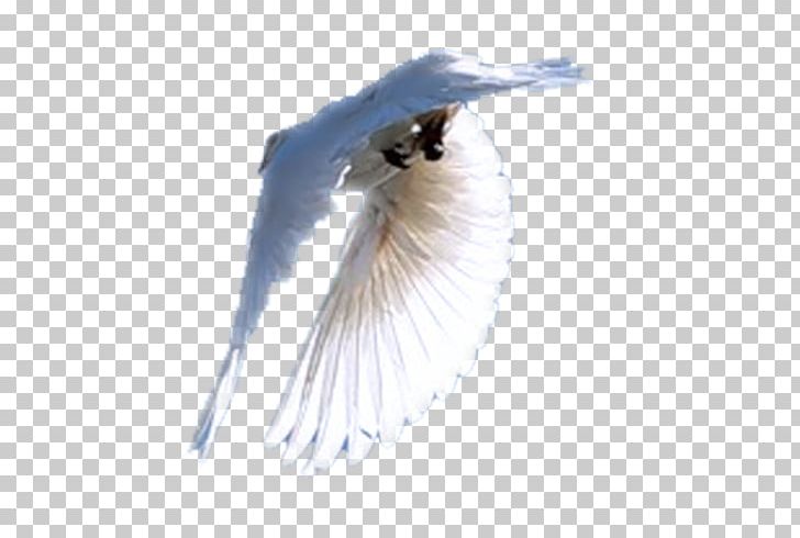 Close-up Eyelash Feather Beak PNG, Clipart, Animals, Beak, Beyaz, Bird, Closeup Free PNG Download