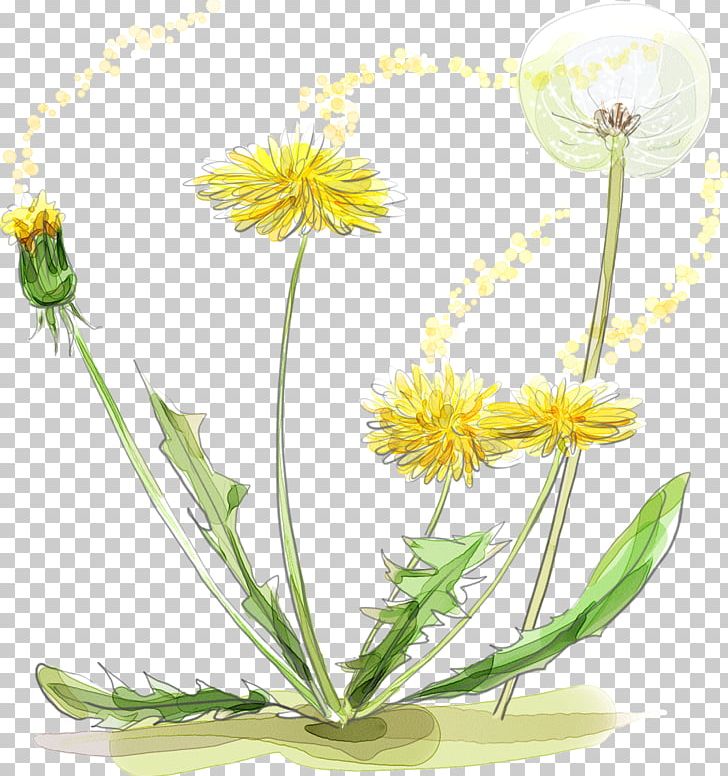 Watercolor Painting Photography Others PNG, Clipart, Art, Calendula Officinalis, Daisy, Daisy Family, Dandelion Free PNG Download
