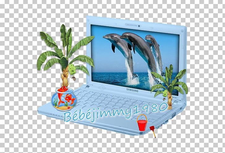 Dubai Dolphinarium Port River Oceanic Dolphin YouTube PNG, Clipart, Animal, Animals, Baby Dolphin, Beautiful Creatures, Cafee Free PNG Download
