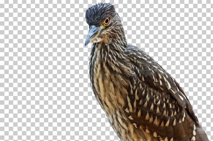 Beak Bird Vertebrate Heron Passerine PNG, Clipart, Animal, Animals, Beak, Bird, Falcon Free PNG Download
