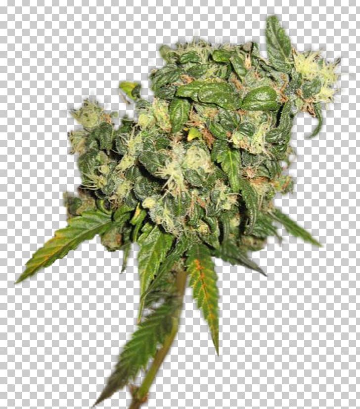 Cannabis PNG, Clipart, Cannabis, Early, Hemp, Hemp Family, Nature Free PNG Download