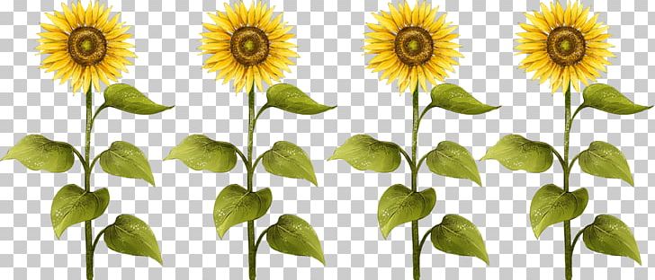 Common Sunflower Sunflower Seed Drawing PNG, Clipart, Animation, Cartoon, Daisy Family, Dessin Animxe9, Flower Free PNG Download