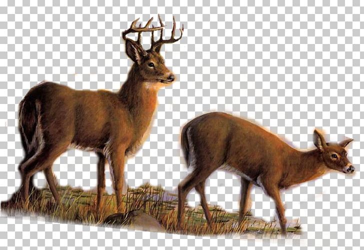 Elk White-tailed Deer Reindeer Roe Deer PNG, Clipart, Animal, Animals, Antelope, Antler, Cerf Free PNG Download