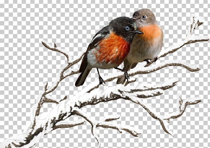 European Robin Bird Finch Beak Feather PNG, Clipart, Animals, Beak, Bird, Birdwatching, Branch Free PNG Download
