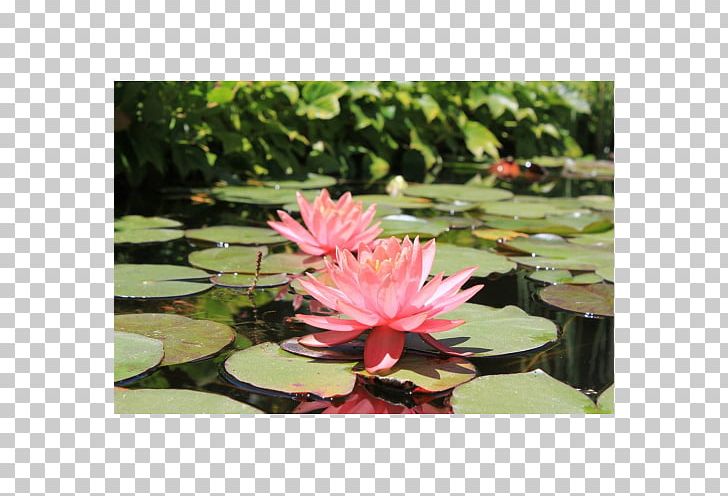 Nelumbo Nucifera Botanical Garden Pond Botany PNG, Clipart, Aquatic Plant, Botanical Garden, Botany, Flora, Flower Free PNG Download