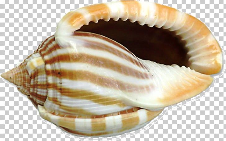 Seashell Drawing PNG, Clipart, Big Shell Cliparts, Chamelea Gallina, Charonia Tritonis, Clam, Clams Oysters Mussels And Scallops Free PNG Download