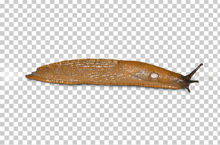 Slug Snail PNG, Clipart, Animals, Fish, Invertebrate, Molluscs, Slug Free PNG Download