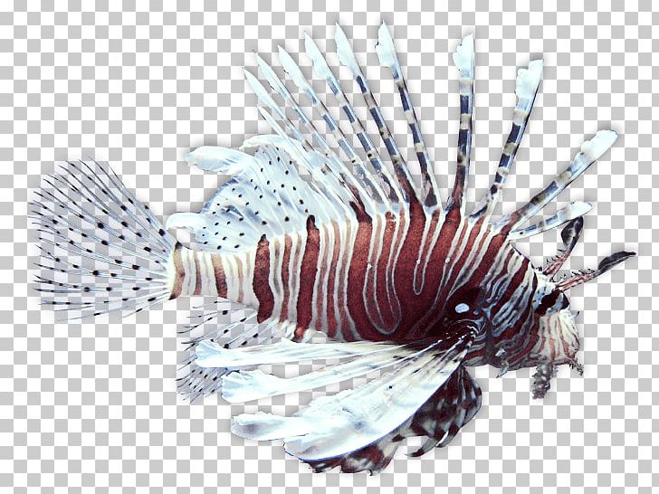 Spotfin Lionfish Scorpionfish Peces De Arrecife De Coral Fishing PNG, Clipart, Animals, Animal Venenoso, Arrecife, Carnivore, Coral Free PNG Download