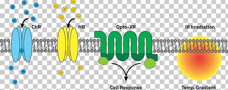 Optogenetics Channelrhodopsin Halorhodopsin Ion Channel Optics PNG, Clipart, Brand, Break Down, Cell, Circle, Common Free PNG Download