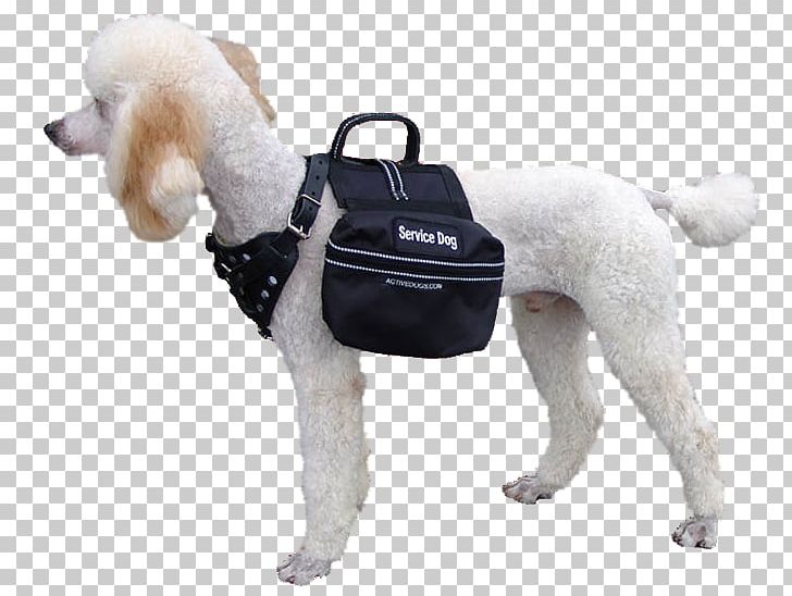 Poodle Puppy Dog Breed Service Dog Working Dog PNG, Clipart, Animals, Assistance Dog, Breed, Companion Dog, Dog Free PNG Download