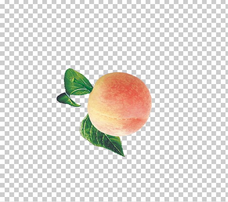 Peach Auglis Fruit PNG, Clipart, Auglis, Computer, Computer Wallpaper, Download, Euclidean Vector Free PNG Download