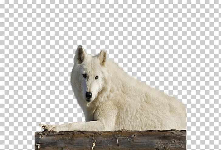 Alaskan Tundra Wolf Wildlife Fauna Snout Gray Wolf PNG, Clipart, Alaskan Tundra Wolf, Canis, Canis Lupus Tundrarum, Dog Like Mammal, Fauna Free PNG Download