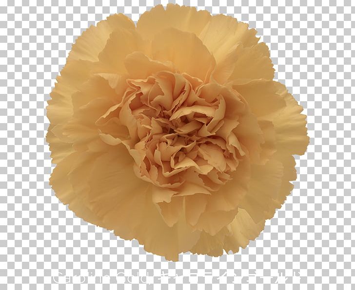 Carnation Cut Flowers Petal Pink PNG, Clipart, Burgundy, Carnation, Colibri Flowers Sa, Crimson, Cut Flowers Free PNG Download