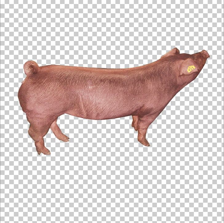 Duroc Pig Danish Landrace Pig Large White Pig Hampshire Pig Meishan Pig PNG, Clipart, Animal Husbandry, Animals, Breed, Business, Cattle Like Mammal Free PNG Download