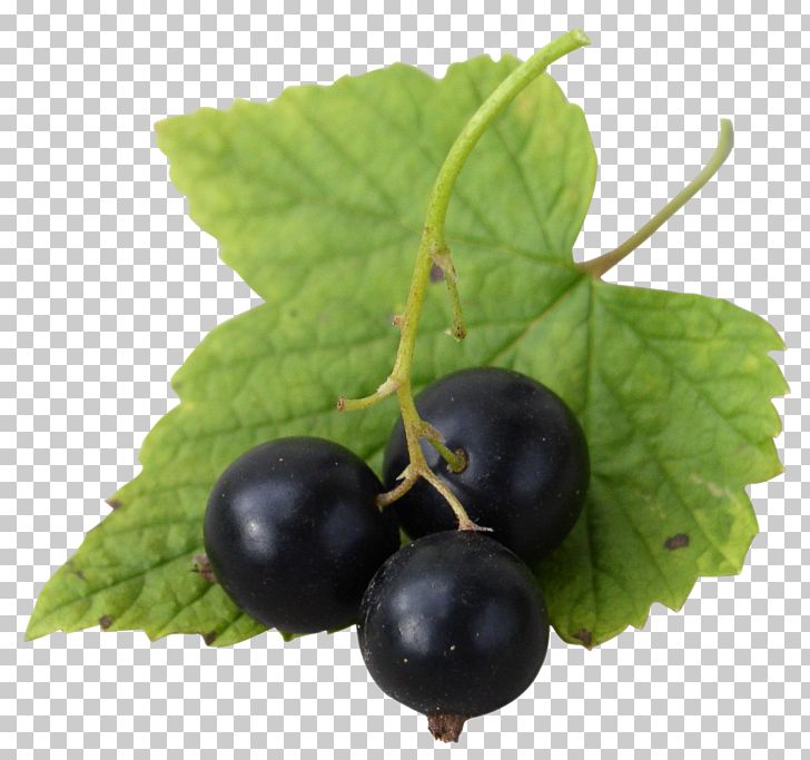 Gooseberry Blackcurrant Zante Currant Redcurrant Frutti Di Bosco PNG, Clipart, Berries, Berry, Bilberry, Blackcurrant, Black Currant Free PNG Download