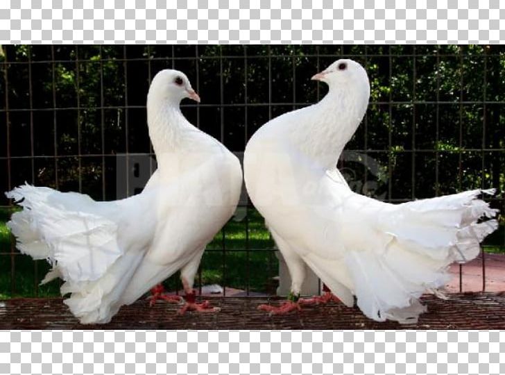 Fantail Pigeon Columbidae Lovebird Indian Fantail PNG, Clipart, All About Birds, Animals, Beak, Bird, Breed Free PNG Download