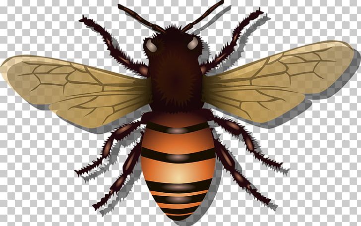 Western Honey Bee Insect PNG, Clipart, Animals, Arthropod, Bee, Beehive, Fly Free PNG Download