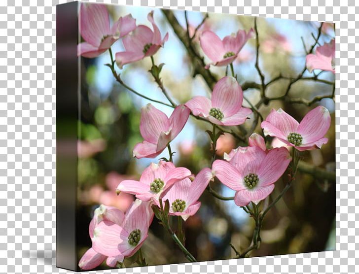 Blossom Flowering Dogwood Tree Southern Magnolia PNG, Clipart, Blossom, Branch, Bud, Cherry Blossom, Dogwood Free PNG Download