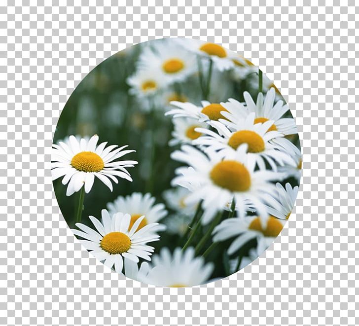 Common Daisy Birth Flower Daisy Family Floral Design PNG, Clipart, Birth, Birth Flower, Common Daisy, Computer, Daisy Free PNG Download