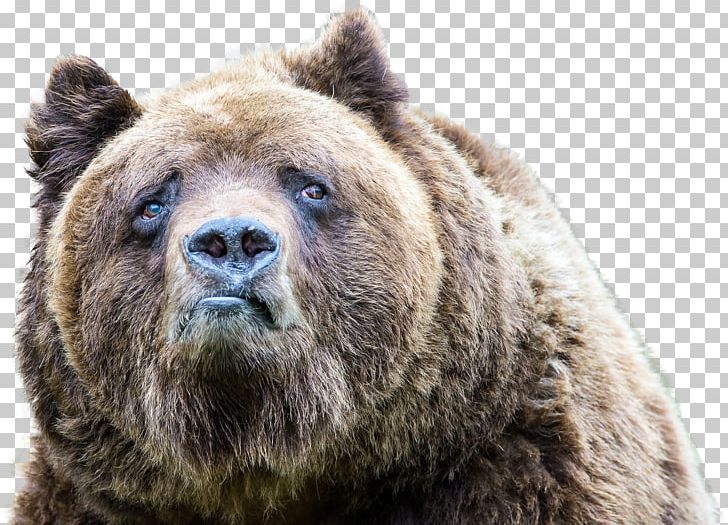Polar Bear Grizzly Bear American Black Bear Sadness PNG, Clipart, Alaska Peninsula Brown Bear, American Black Bear, Animal, Animals, Bear Free PNG Download