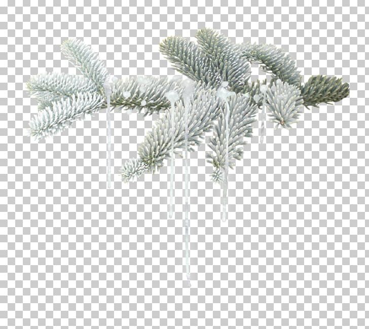Branch Winter Twig PNG, Clipart, Branch, Conifer, Desktop Wallpaper, Fir, Information Free PNG Download