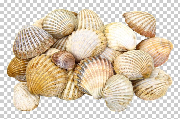 Cockle Clam Oyster Seashell PNG, Clipart, Animals, Animal Source Foods, Beach, Clam, Clams Oysters Mussels And Scallops Free PNG Download