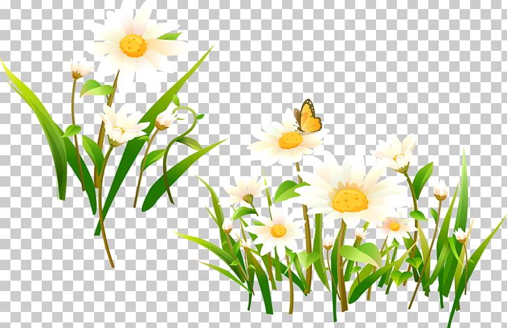 Flower Matricaria Desktop PNG, Clipart, Branch, Camomile, Chamaemelum Nobile, Computer Wallpaper, Daisy Free PNG Download