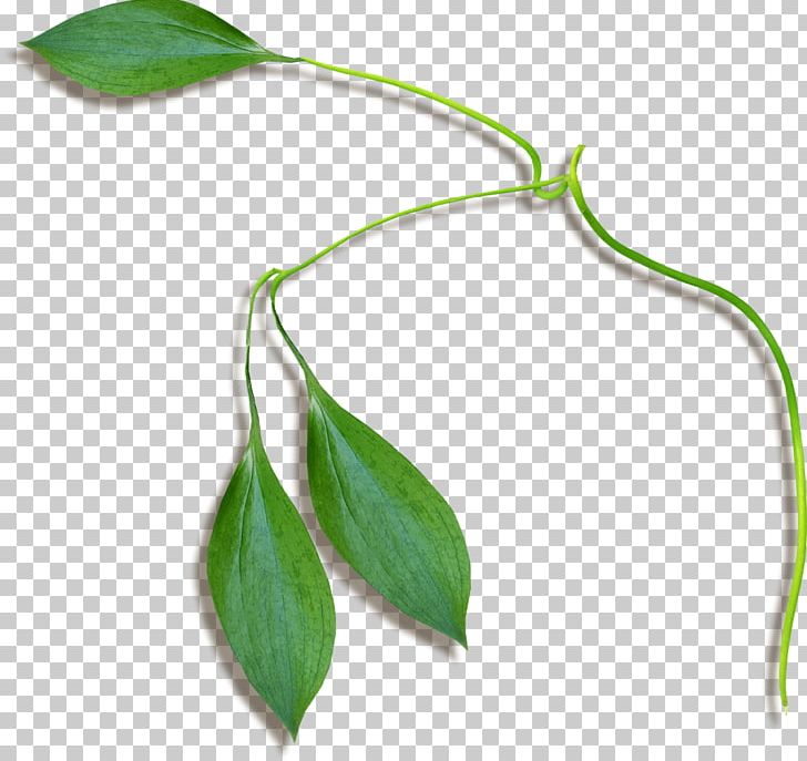 Leaf Plant Stem Flower PNG, Clipart, Fern, Flower, Grass, Illinois, Leaf Free PNG Download