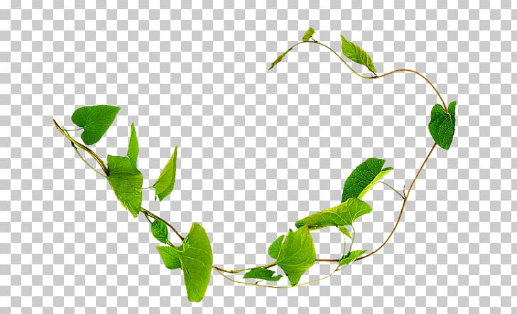 Liana Field Bindweed Plant Vine Thorns PNG, Clipart, Branch, Field Bindweed, Flower, Grass, Leaf Free PNG Download