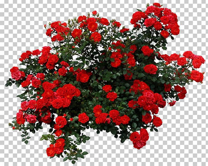 Rose Shrub Flower PNG, Clipart, Annual Plant, Art, Carnation, Decorative, Dots Per Inch Free PNG Download