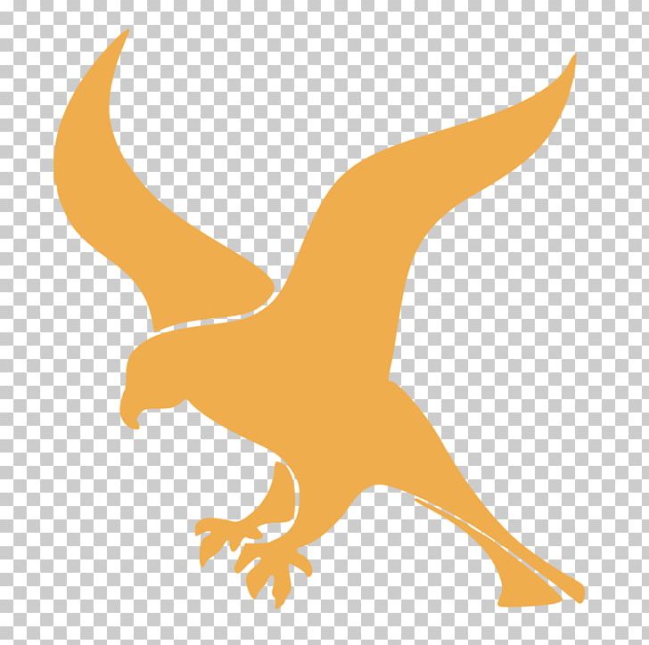 Wright Elementary School Falcon Web Framework Beak Software Framework PNG, Clipart, Animals, Beak, Bird, Bird Of Prey, Falcon Free PNG Download