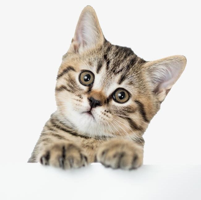 Cute Kitten S PNG, Clipart, Animal, Cat, Chong, Cub, Cute Free PNG Download