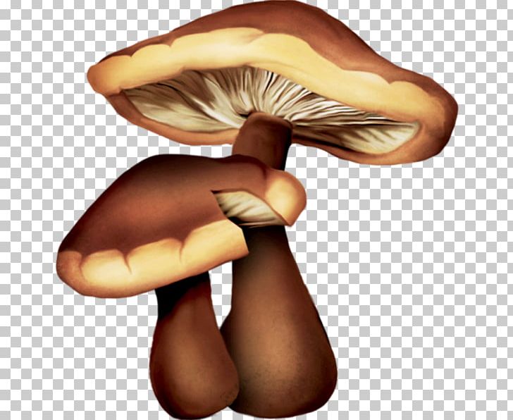 Edible Mushroom Oyster Mushroom Drawing Common Mushroom PNG, Clipart, Clitocybe Nuda, Common Mushroom, Drawing, Edible Mushroom, Finger Free PNG Download