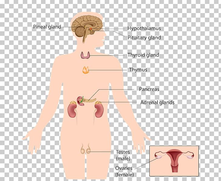 Endocrine Gland Endocrine System Adrenal Gland Human Body PNG, Clipart, Abdomen, Anatomy, Angle, Arm, Face Free PNG Download