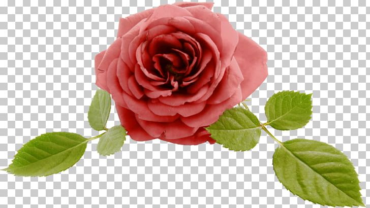 Garden Roses Jeonju Cabbage Rose Floribunda PNG, Clipart, Beach Rose, China Rose, Cut Flowers, Flower, Flowering Plant Free PNG Download