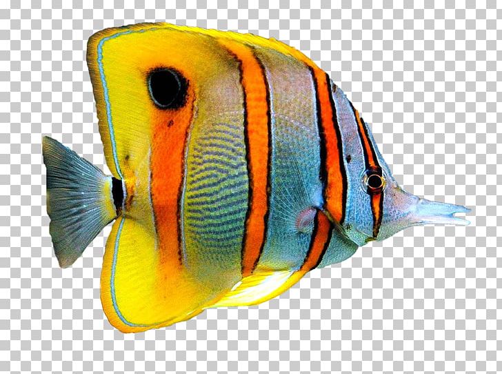 Goldfish Information Aquarium PNG, Clipart, Animals, Aquarium, Coral Reef Fish, Domestic Animal, Drawing Free PNG Download