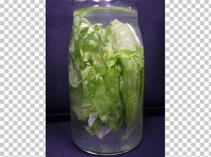 Romaine Lettuce PNG, Clipart, Leaf Vegetable, Lettuce, Others, Romaine Lettuce, Vegetable Free PNG Download