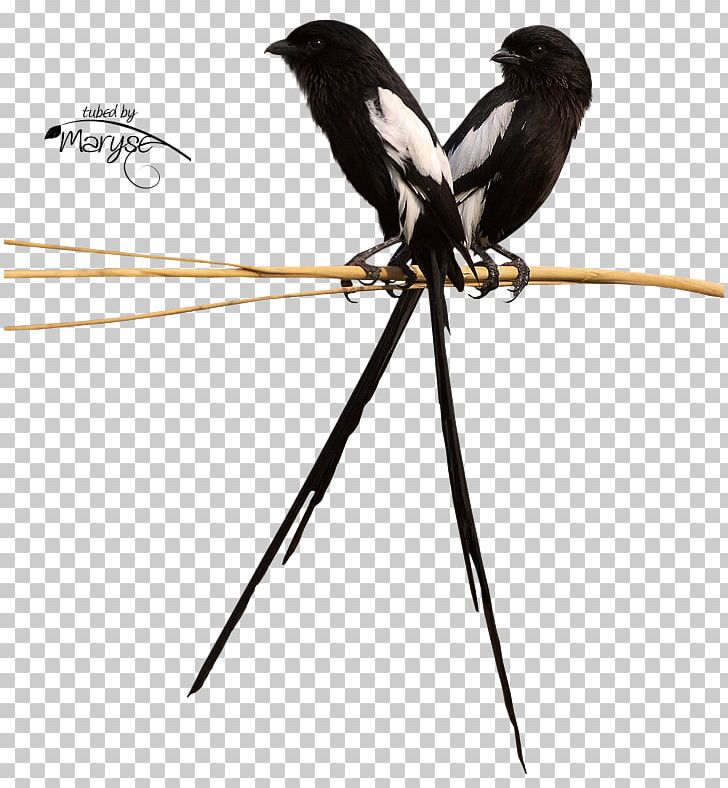 Bird Centerblog Cat PNG, Clipart, 18 January, Advertising, Animal, Animals, Beak Free PNG Download