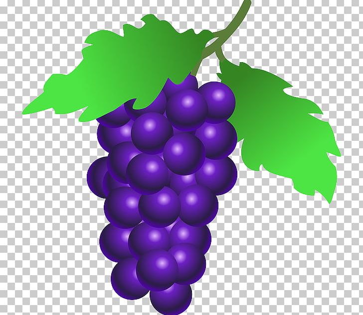 Common Grape Vine PNG, Clipart, Common Grape Vine, Drawing, Flowering Plant, Food, Fruit Free PNG Download