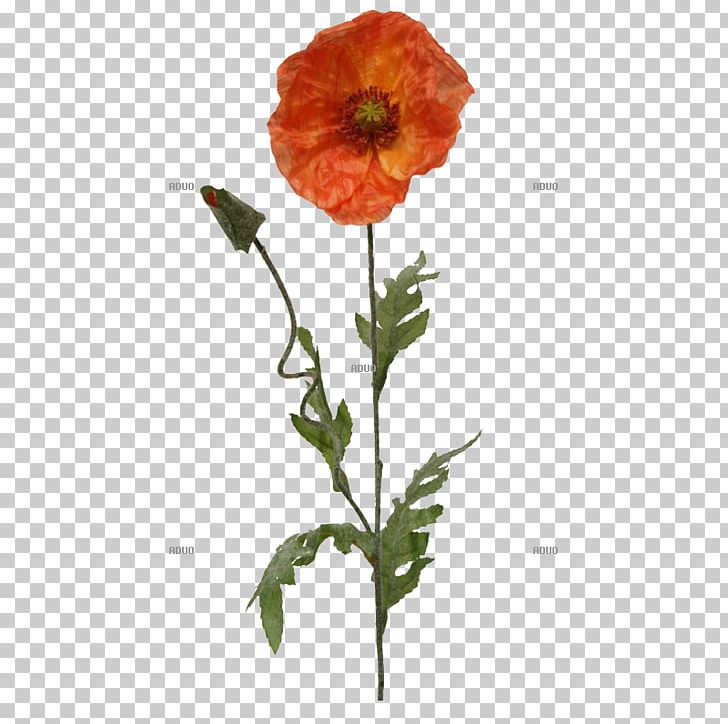 Opium Poppy Flower Plant Common Poppy PNG, Clipart, Annual Plant, Artificial Flower, Blume, Common Poppy, Cut Flowers Free PNG Download
