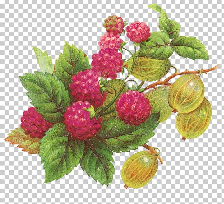 Raspberry Fruit Blackberry PNG, Clipart, Art, Berry, Blackberry, Blueberries, Boysenberry Free PNG Download