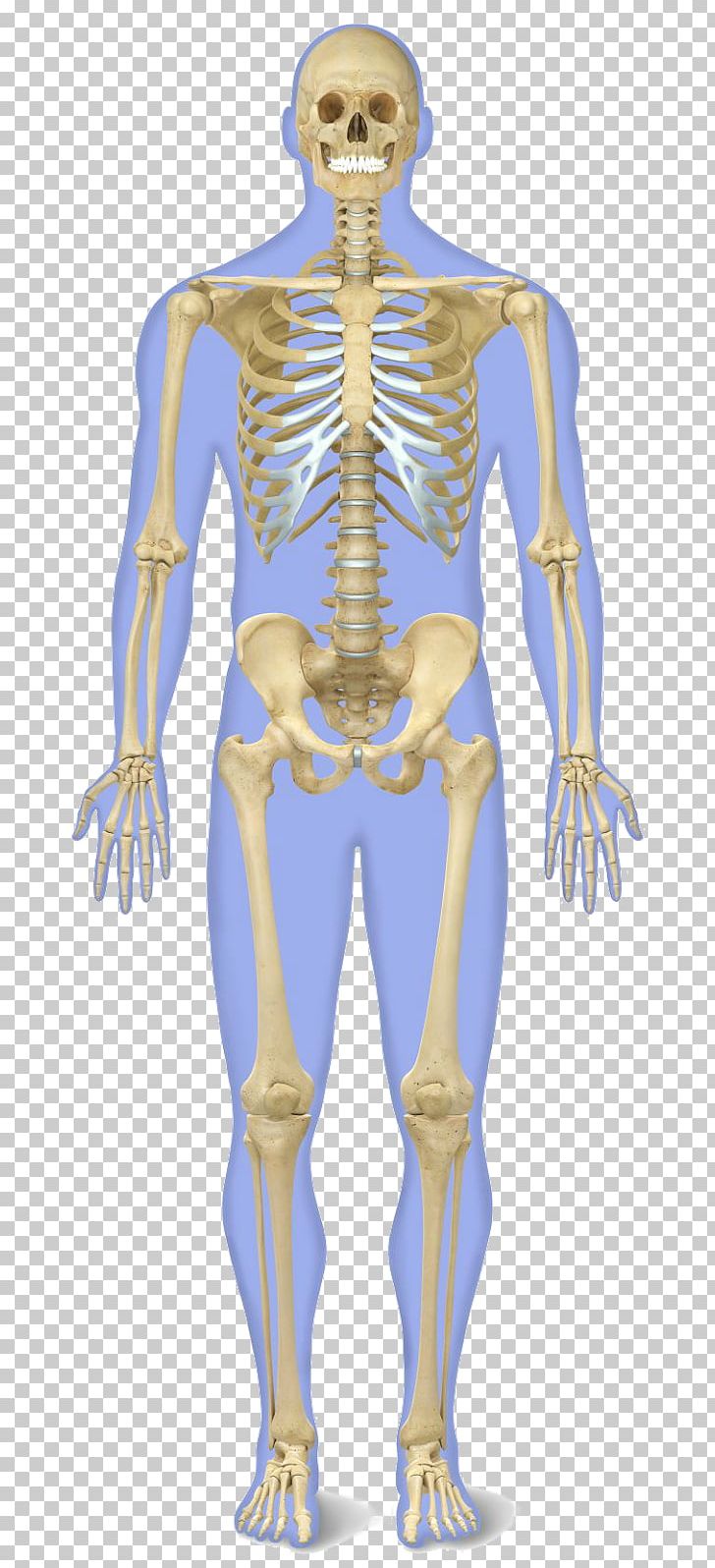 The Human Skeleton Human Body Anatomy PNG, Clipart, Abdomen, Arm, Back, Bone, Bones Free PNG Download