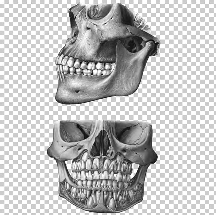 Human Tooth Mouse Mats Human Skull Anatomy PNG, Clipart, Anatomy, Black And White, Bone, Dentist, Ethmoid Bone Free PNG Download